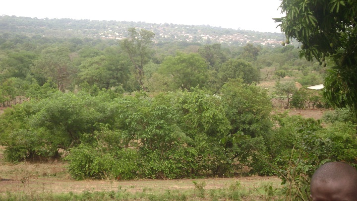 Une forêt de la ville de Dalaba