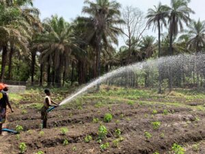 L'Alliance minière responsable (AMR) a financé ce groupement maraicher