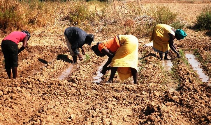 Un homme et des femmes en train de pratiquer l'agriculture (image d'illustration)