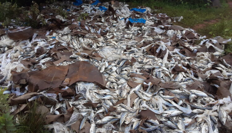 Poissons incinérés