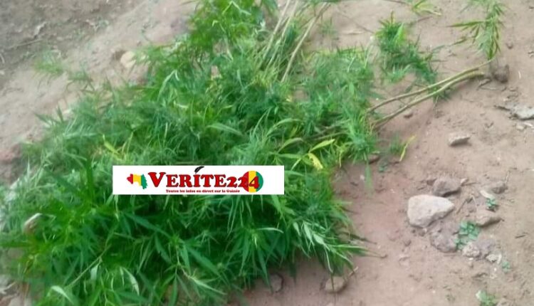 Une des plantes de chanvre indien identifiées. Crédit photo, Sam Samoura