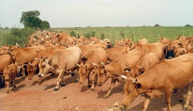 Un vaste troupeau des vaches au Foutah (image d'illustration)